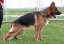 Amigo von Panoniansee